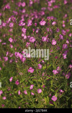 Shaggy willowherb (Epilobium hirsutum) à Niederseelbach, Niedernhausen, Taunus, Hesse, Allemagne Banque D'Images