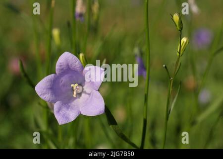 fleur de bois à feuilles rondes (Campanula rotundifolia) à Krebsbachtal, Ruppertshain, Kelkheim, Taunus, Hesse, Allemagne Banque D'Images