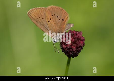 Grand bleu foncé (Maculinea naustous) à son usine de fourrage Grand bleu pré (Sanguisorba officinalis) à Eppstein, Taunus, Hesse, Allemagne Banque D'Images