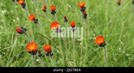 L'herbe rouge-orange (Hieracium aurantiacum) sur le Grosser Feldberg, Schmitten, Taunus, Hesse, Allemagne Banque D'Images