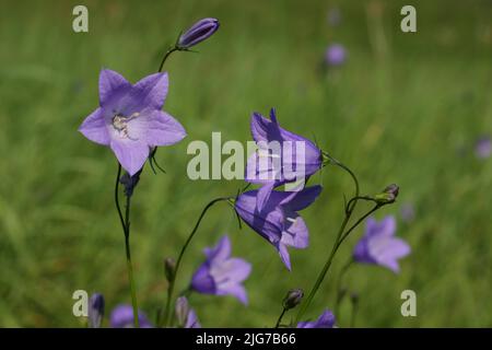 fleurs de bellflower à feuilles rondes (Campanula rotundifolia) à Rambach, Wiesbaden, Taunus, Hesse, Allemagne Banque D'Images