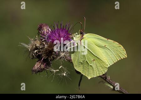 Brimstone mâle (Gonepteryx rhamni) à Schwarze Berge, réserve de biosphère, UNESCO, chaîne de montagnes basses, Bavière, Rhode, Allemagne Banque D'Images