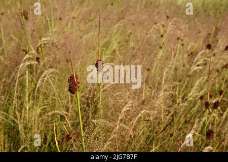 Prairie avec des lames d'herbe de la ruée vers le flétan (Juncus épansus) à Bad Schwalbach, Taunus, Hesse, Allemagne Banque D'Images