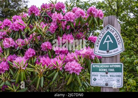 Appalachian Trail signe sur un poteau en bois devant des fleurs de Rhododendron pourpre en fleurs Banque D'Images