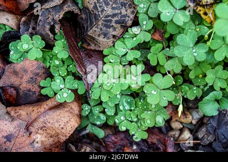 Une zone de trèfle sur le plancher de la forêt est ornée de gouttes de pluie. Banque D'Images