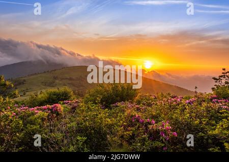 Coucher de soleil sur les montagnes et rhododendrons au parc national de Roan Mountain, Tennessee. Banque D'Images