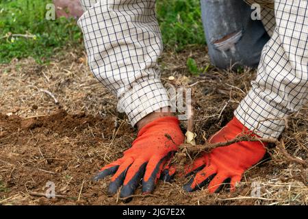 Cultivar de la vigne plantée dans le sol par un travailleur masculin dans une ferme. Banque D'Images