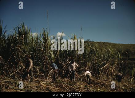 Administration de la sécurité agricole agriculteurs travaillant dans un champ de canne à sucre, à proximité de Rio Piedras, Porto Rico. Cela fait partie d'une coopérative FSA. Banque D'Images