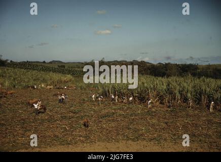 Administration de la sécurité agricole les emprunteurs récoltant de la canne à sucre en coopération sur une ferme, à proximité de Rio Piedras, Porto Rico. Banque D'Images