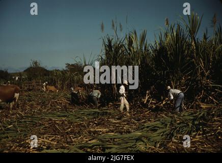 Administration de la sécurité agricole les emprunteurs récoltant de la canne à sucre en coopération sur une ferme, à proximité de Rio Piedras, Porto Rico. Banque D'Images