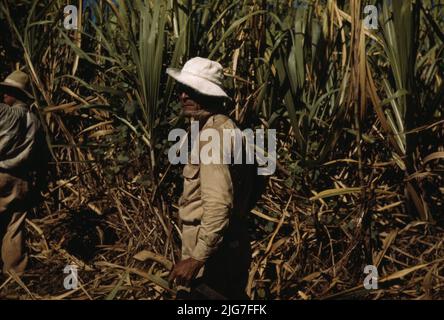 L'emprunteur de la FSA et participant à la coopérative de canne à sucre, Rio Piedras, Porto Rico. Banque D'Images