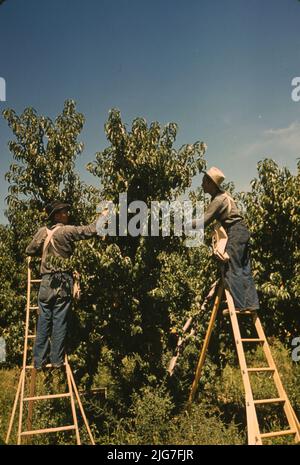 Cueilleurs dans un verger de pêche, comté de Delta, Colorado. Banque D'Images