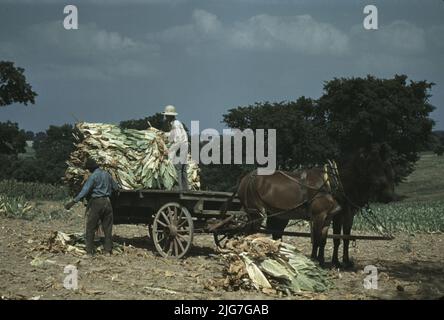 En prenant le tabac burley dans les champs, après avoir été coupé pour sécher et guérir dans la grange, sur la ferme de Russell Spears, à proximité de Lexington, Kentucky. Banque D'Images