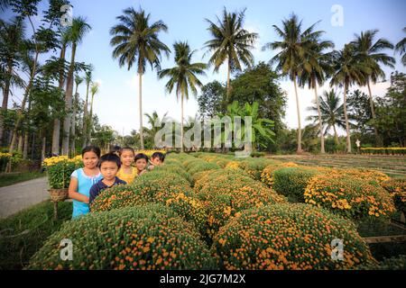 Sa Dec Town, province de Dong Thap, Vietnam, 06 février 2015 : un agriculteur de l'ouest s'occupe des pâquerettes jaunes dans le jardin du delta du Mékong. PréEPAR Banque D'Images