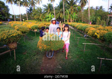 Sa Dec Town, province de Dong Thap, Vietnam, 06 février 2015 : un agriculteur de l'ouest s'occupe des pâquerettes jaunes dans le jardin du delta du Mékong. PréEPAR Banque D'Images