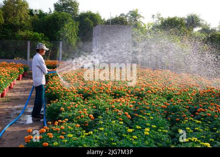 Sa Dec Town, province de Dong Thap, Vietnam, 07 février 2015 : un agriculteur de l'ouest s'occupe des pâquerettes jaunes dans le jardin du delta du Mékong. Préparez-vous Banque D'Images