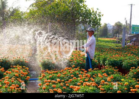 Sa Dec Town, province de Dong Thap, Vietnam, 07 février 2015 : un agriculteur de l'ouest s'occupe des pâquerettes jaunes dans le jardin du delta du Mékong. Préparez-vous Banque D'Images