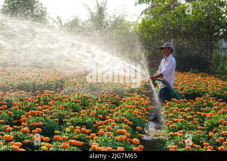 Sa Dec Town, province de Dong Thap, Vietnam, 07 février 2015 : un agriculteur de l'ouest s'occupe des pâquerettes jaunes dans le jardin du delta du Mékong. Préparez-vous Banque D'Images