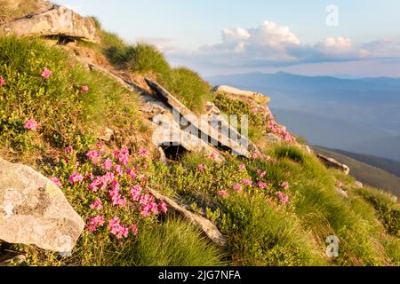 Colline lapidée recouverte de rhododendron fleuri. Magnifique paysage fleuri des plus hautes montagnes au coucher du soleil dans les Carpates Banque D'Images