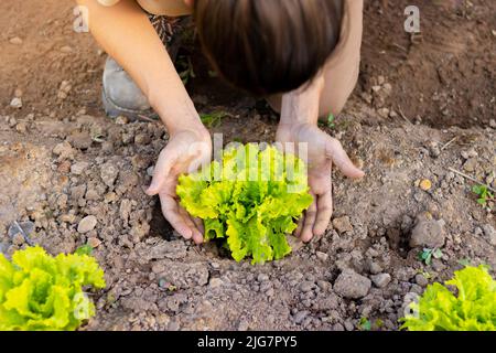 Vue de dessus d'un jeune homme méconnaissable protégeant une petite laitue fraîche en pleine croissance avec ses mains dans un jardin biologique Banque D'Images