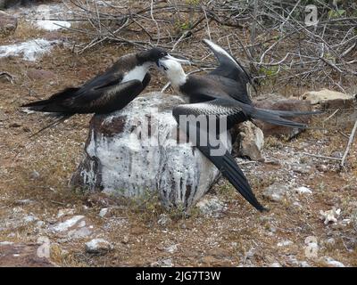 Un oiseau frégate nourrissant sa poussin sur un rocher. Île de Seymour Nord Galapagos. Mai 2022. Banque D'Images