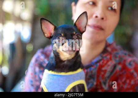 Portrait of cute little dog Chihuahua assis dans une poche de manteau de femme. Se sentir heureux Banque D'Images