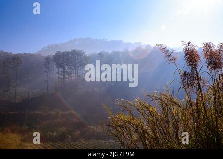 Aube sur la colline le matin quand la lumière du soleil pénètre dans la brume aux vallées dans les bois pour créer une beauté mystérieuse dans les montagnes. Banque D'Images
