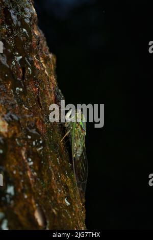 Cicada sur un arbre humide sur fond noir sur une nuit de pluie en agumbe Banque D'Images