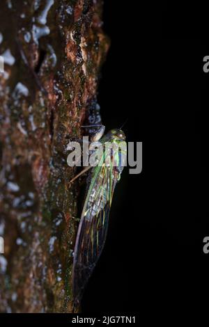 Cicada sur un arbre humide sur fond noir sur une nuit de pluie en agumbe Banque D'Images