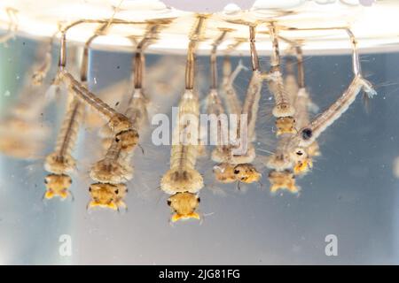 Les larves de moustiques de maison commune vivant dans l'eau, Culex pipipiens en Europe. Gros plan Banque D'Images