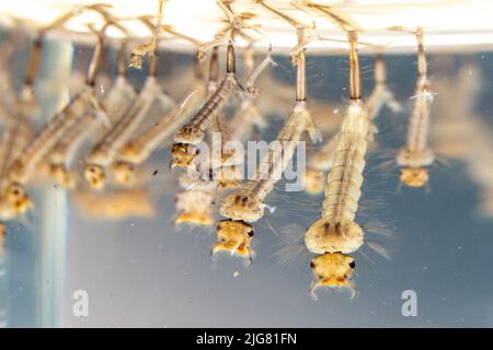 Les larves de moustiques de maison commune vivant dans l'eau, Culex pipipiens en Europe. Gros plan Banque D'Images