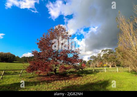 Un cliché vertical d'un grand arbre d'automne près de la clôture dans le champ sous ciel nuageux Banque D'Images