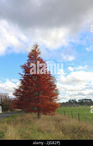 Un cliché vertical d'un grand arbre d'automne près de la clôture dans le champ Banque D'Images