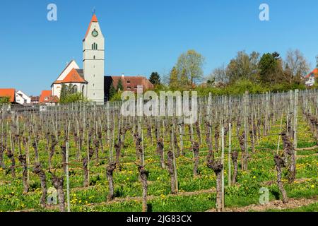 Fleurs fruitiers au printemps, Hagnau am Bodensee, Bade-Wurtemberg, Allemagne Banque D'Images