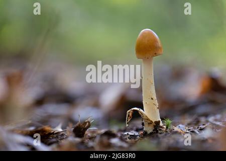 Un gros plan d'un jeune champignon Amanita fulva Banque D'Images