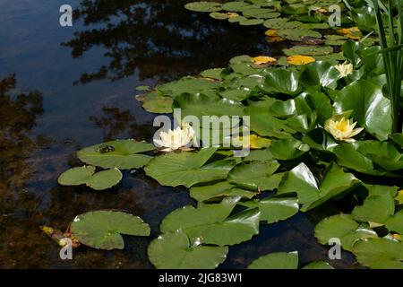 Fleurs de nénuphars avec des feuilles vertes dans un étang, une grenouille verte assise au soleil sur une feuille Banque D'Images