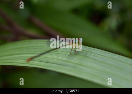 Petit dragon coloré mouche assis sur une grande feuille verte Banque D'Images