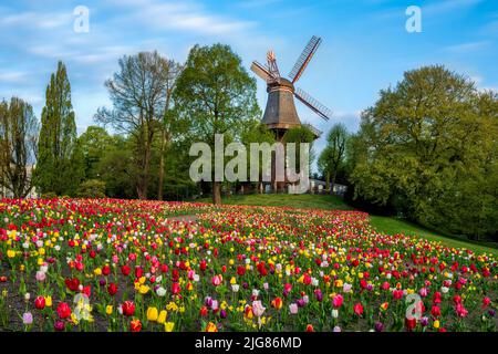 Tulipes en face du moulin à vent historique au printemps à Brême, Allemagne Banque D'Images