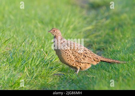 Poule faisante (Phasianus colchicus) sur un pré, avril, printemps, Hesse, Allemagne Banque D'Images