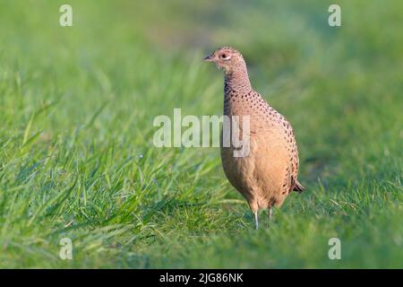 Poule faisante (Phasianus colchicus) sur un pré, avril, printemps, Hesse, Allemagne Banque D'Images