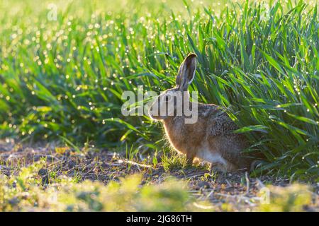 Lièvre européen (Lepus europaeus) au bord d'un champ de céréales en début de matinée, avril, printemps, Hesse, Allemagne Banque D'Images