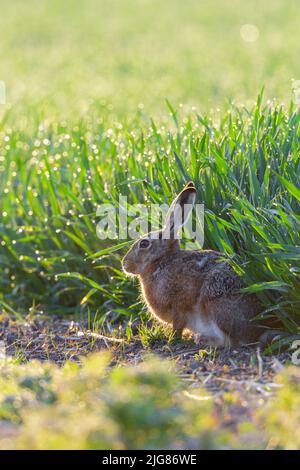 Lièvre européen (Lepus europaeus) au bord d'un champ de céréales en début de matinée, avril, printemps, Hesse, Allemagne Banque D'Images