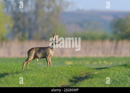 Roebuck (Capreolus capreolus) en bast sur un pré, printemps, avril, Hesse, Allemagne, Europe Banque D'Images