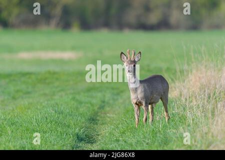 Roebuck (Capreolus capreolus) en bast sur un pré, printemps, avril, Hesse, Allemagne, Europe Banque D'Images