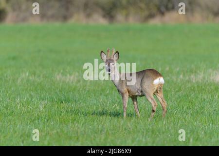 Roebuck (Capreolus capreolus) en bast sur un pré, printemps, avril, Hesse, Allemagne, Europe Banque D'Images