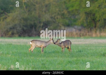 Roebuck (Capreolus capreolus) en bast sur un pré, printemps, avril, Hesse, Allemagne, Europe Banque D'Images