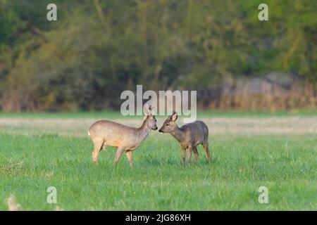 Roebuck (Capreolus capreolus) en bast sur un pré, printemps, avril, Hesse, Allemagne, Europe Banque D'Images