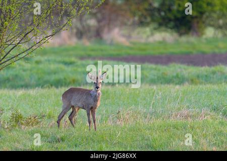 Jeune roebuck (Capreolus capreolus) dans une baste sur un pré, printemps, avril, Hesse, Allemagne, Europe Banque D'Images