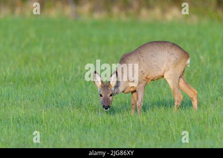 Cerf de Virginie (Capranolus capranolus) sur un pré, avril, printemps, Hesse, Allemagne, Europe Banque D'Images