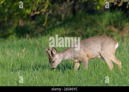 Pacage de roebuck (Capreolus capreolus) dans un bast sur un pré, printemps, avril, Hesse, Allemagne, Europe Banque D'Images